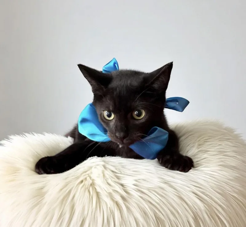 A baby medium-sized male Black Domestic Short Hair cat named Ario for adoption in Margate, FL