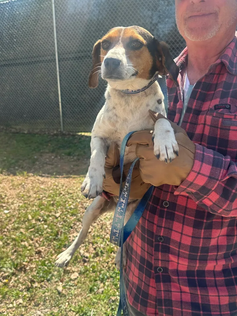 An adult small-sized female Tricolor (Brown, Black, & White) Beagle dog named Cleo for adoption in Westwood, NJ