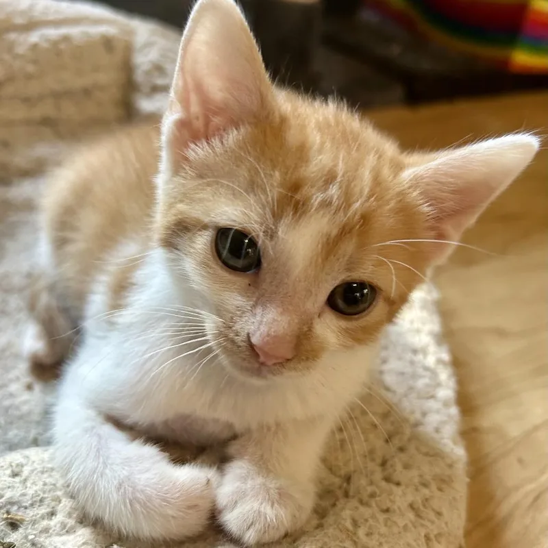 A baby small-sized male Orange / Red Domestic Short Hair cat named Daikon for adoption in Huntsville, AL