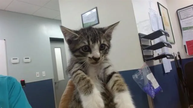 A baby small-sized female Domestic Short Hair cat named Fanny for adoption in Miami, FL