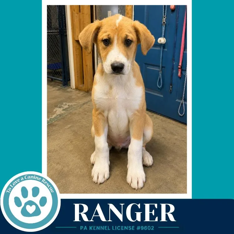 A baby medium-sized male White / Cream Labrador Retriever dog named Ranger for adoption in Kimberton, PA