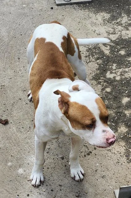 A young medium-sized male American Staffordshire Terrier dog named Bolt for adoption in San Antonio, TX