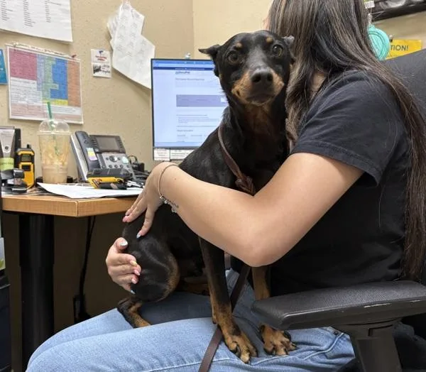 A senior small-sized male Miniature Pinscher dog named Rocky for adoption in Oceanside, CA