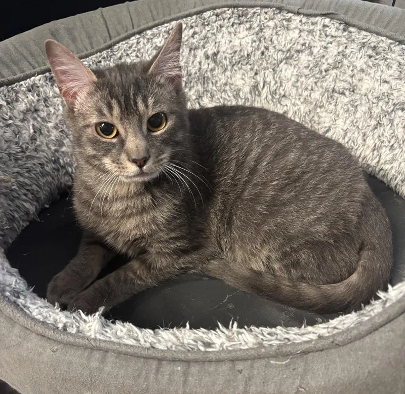 A baby medium-sized male Domestic Short Hair cat named Cake Tin for adoption in Raleigh, NC