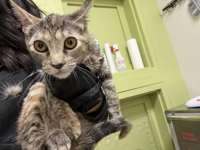 A young small-sized female Domestic Short Hair cat named Starry for adoption in Pueblo, CO