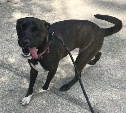 A young medium-sized female Terrier dog named Pixie for adoption in Palm Coast, FL