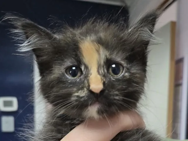 A baby small-sized female Domestic Short Hair cat named Kristen Stewart for adoption in Palo Alto, CA