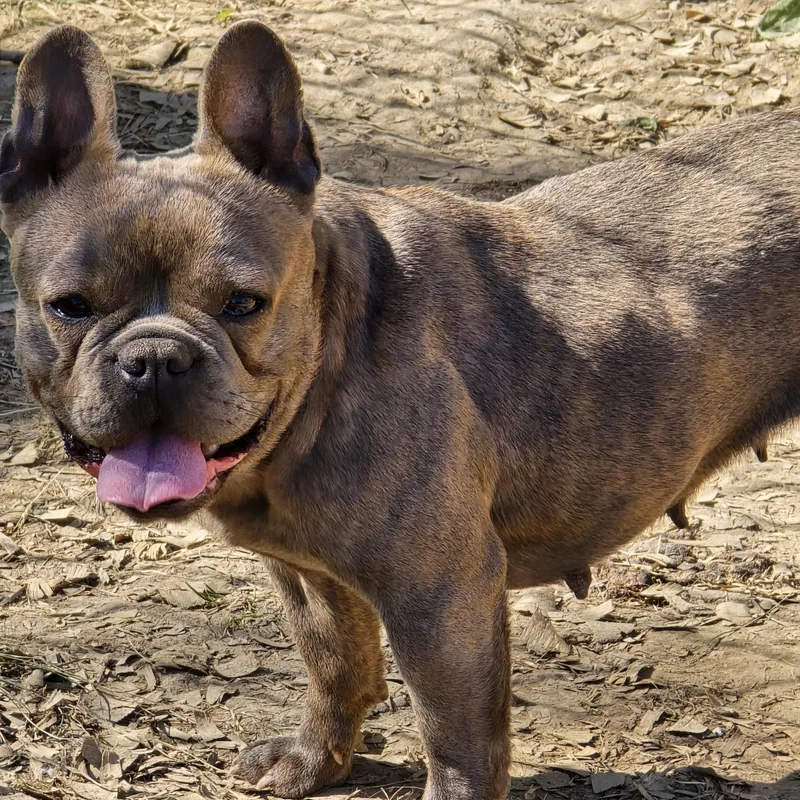 A young small-sized female Gray / Blue / Silver French Bulldog dog named Ashley for adoption in Zaleski, OH