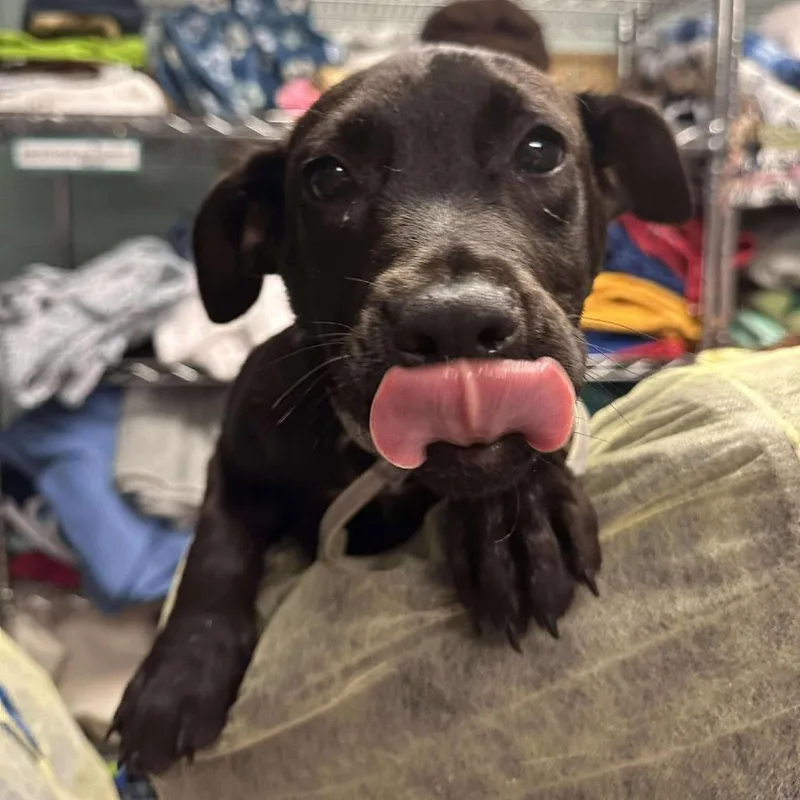 An adult medium-sized male Mixed Breed dog named Oliver for adoption in Fredericksburg, VA