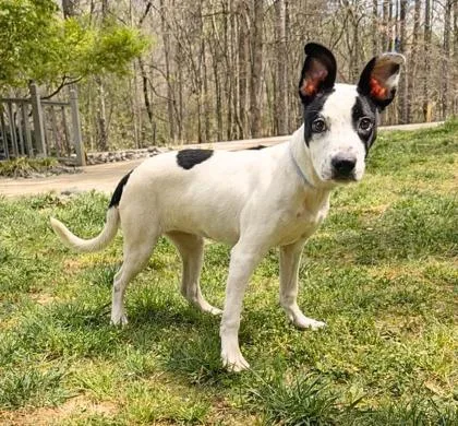 A young medium-sized female Terrier dog named Gizmo for adoption in Dahlonega, GA