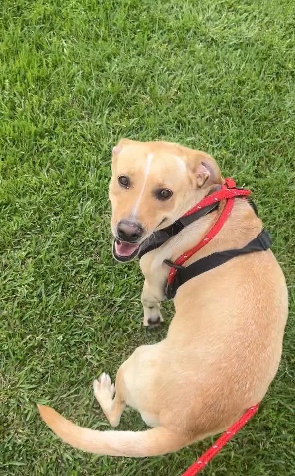 A young medium-sized female Labrador Retriever dog named Autumn for adoption in Saint Francisville, LA