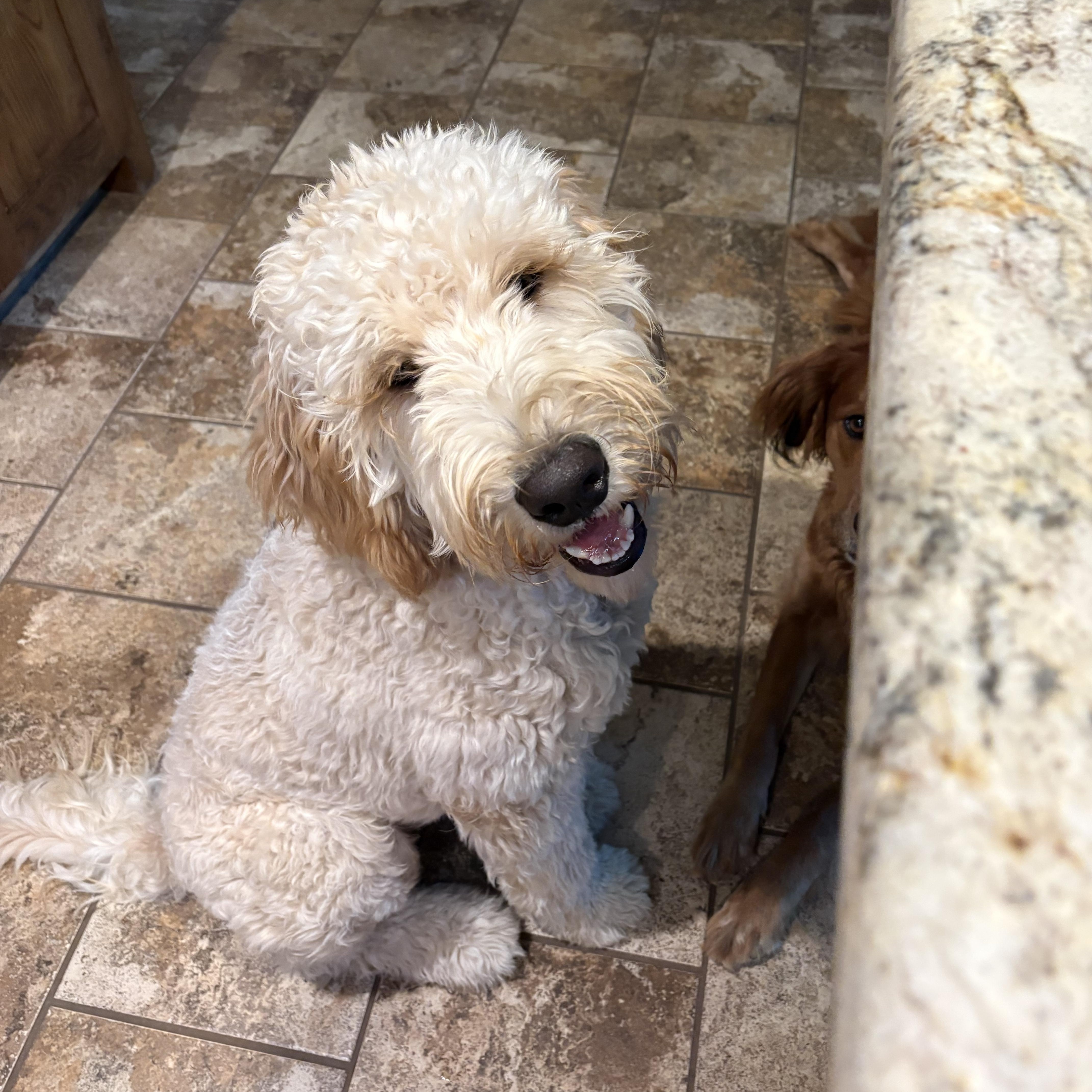 A young large-sized male Goldendoodle dog named Simba for adoption in Coppell, TX
