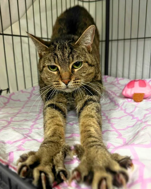 An adult small-sized female Domestic Short Hair cat named Tulip for adoption in Novato, CA