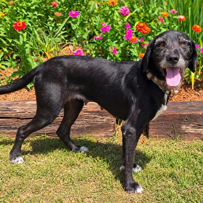 An adult medium-sized female Black Mixed Breed dog named Loretta for adoption in New Orleans, LA