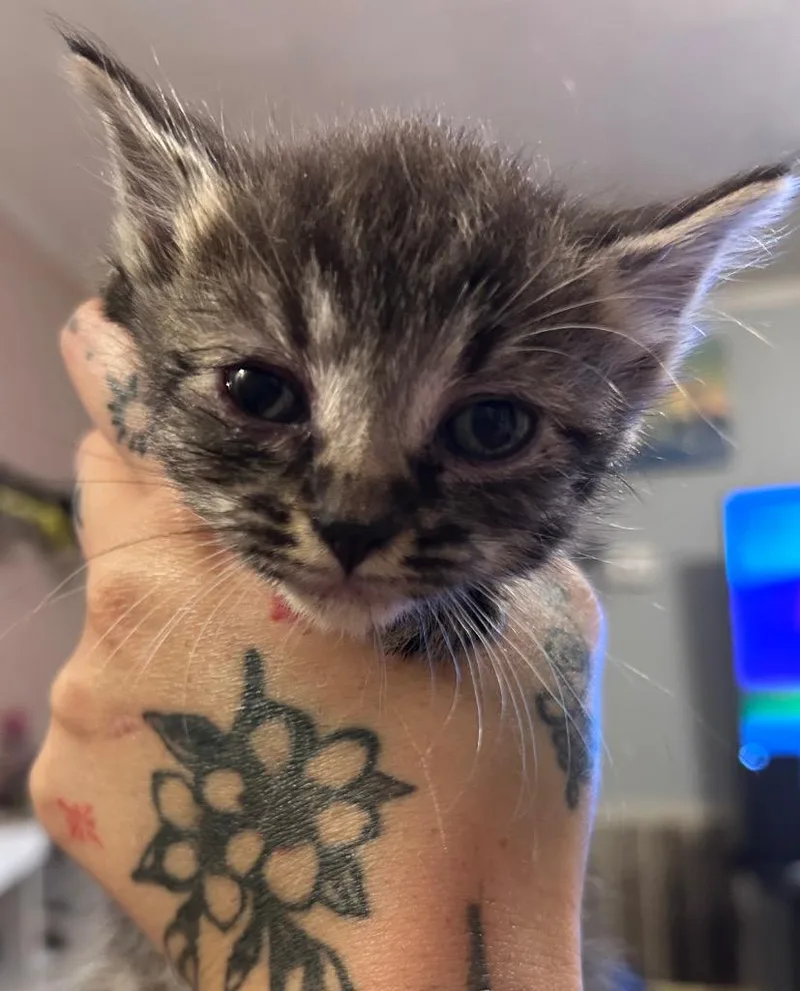 A baby medium-sized female Domestic Short Hair cat named Katy Purry for adoption in Johnson City, TN