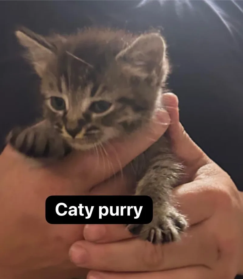 Katy Purry thumbnail 2