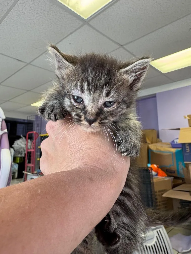 Katy Purry thumbnail 3