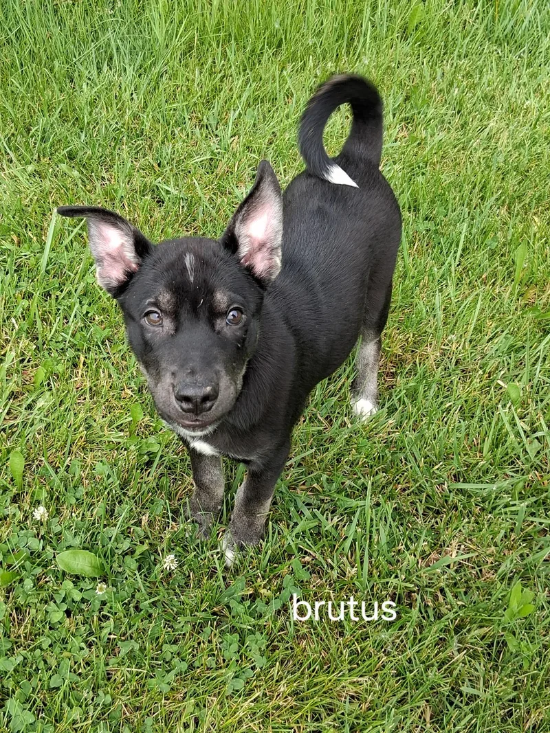 A baby medium-sized male Black Pit Bull Terrier dog named Brutus for adoption in Urbana, OH