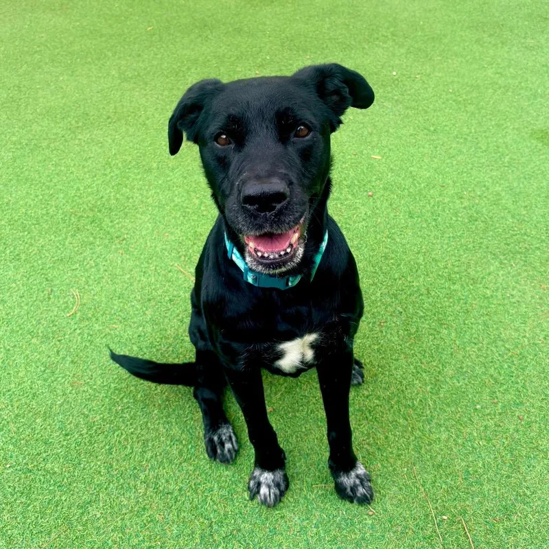 An adult medium-sized female Black Mixed Breed dog named Ophelia for adoption in Las Cruces, NM