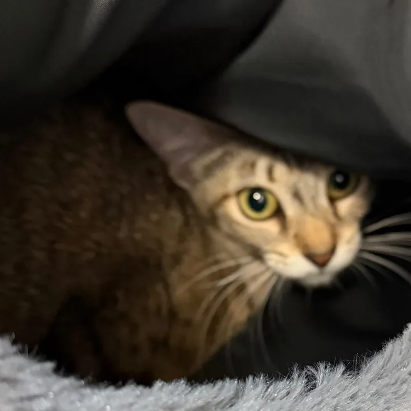 An adult medium-sized female Brown / Chocolate Domestic Short Hair cat named Rebel for adoption in Port Charlotte, FL
