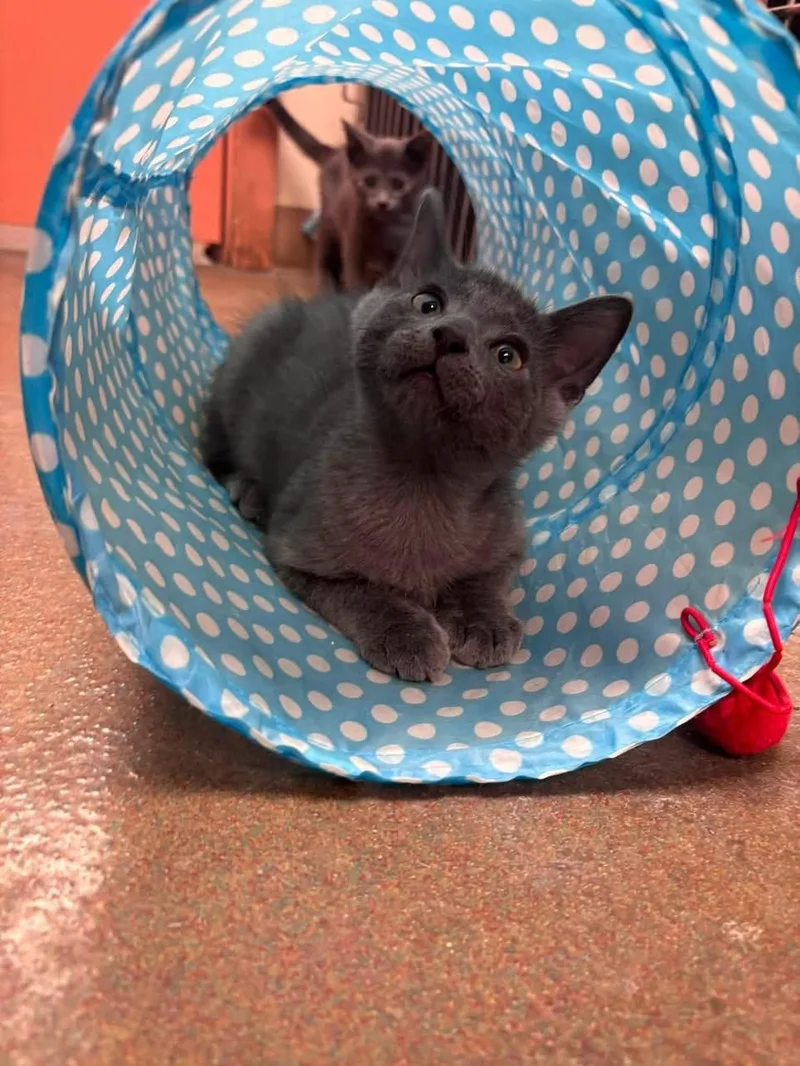 A baby medium-sized male Gray / Blue / Silver Domestic Short Hair cat named Gravy for adoption in Steger, IL