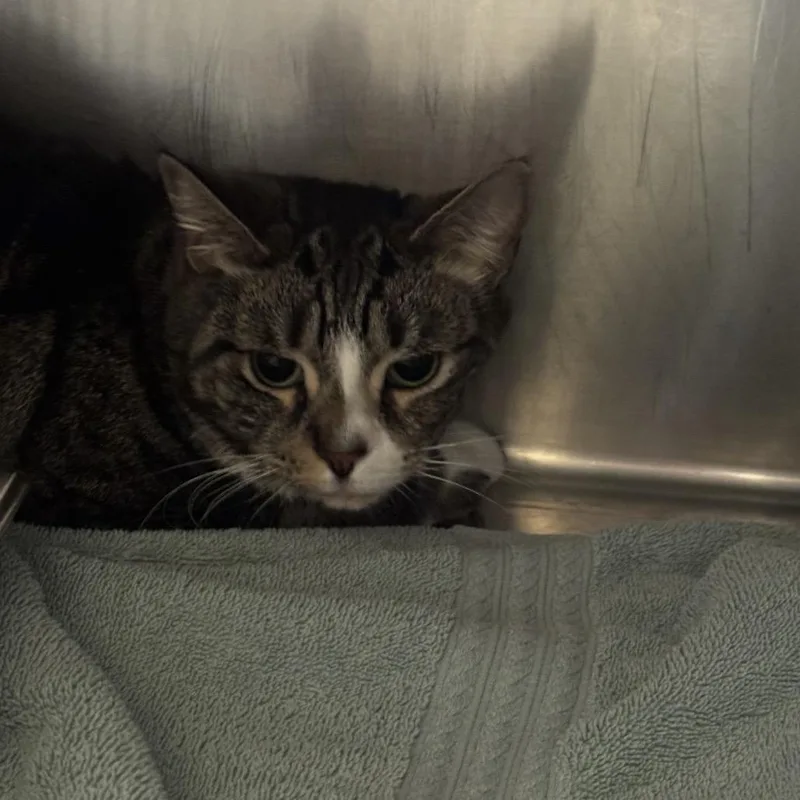 An adult medium-sized male Brown / Chocolate Domestic Short Hair cat named Sage for adoption in Murray, UT