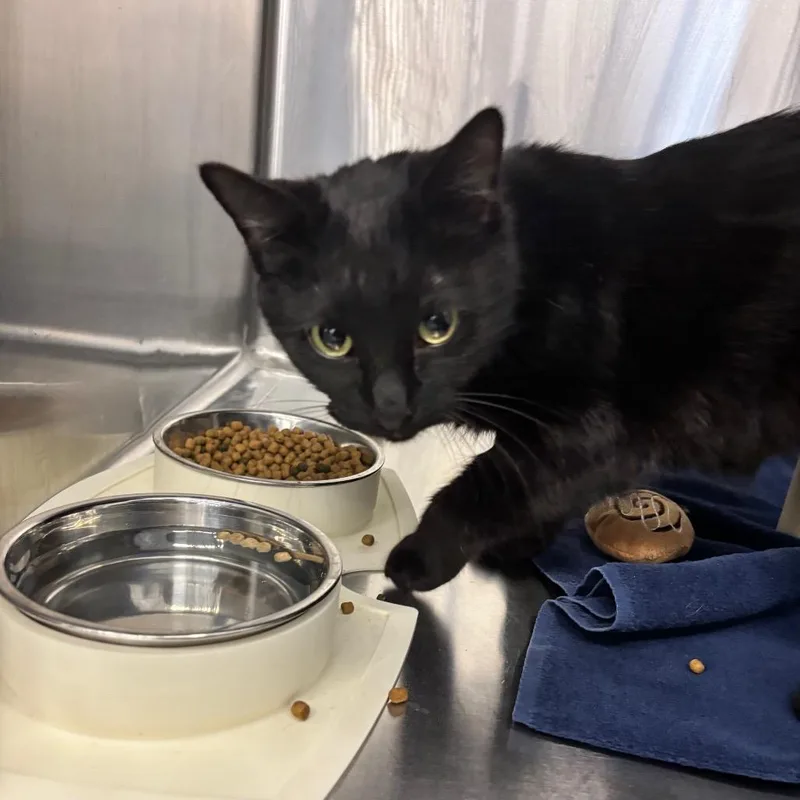 An adult medium-sized female Black Domestic Short Hair cat named Estella for adoption in Hamburg, NY