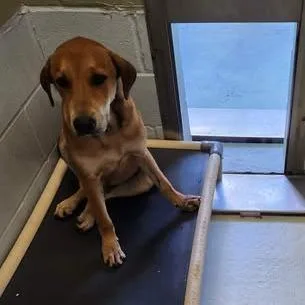 A young medium-sized male Yellow / Tan / Blond / Fawn Mixed Breed dog named Buzz for adoption in Bastrop, TX
