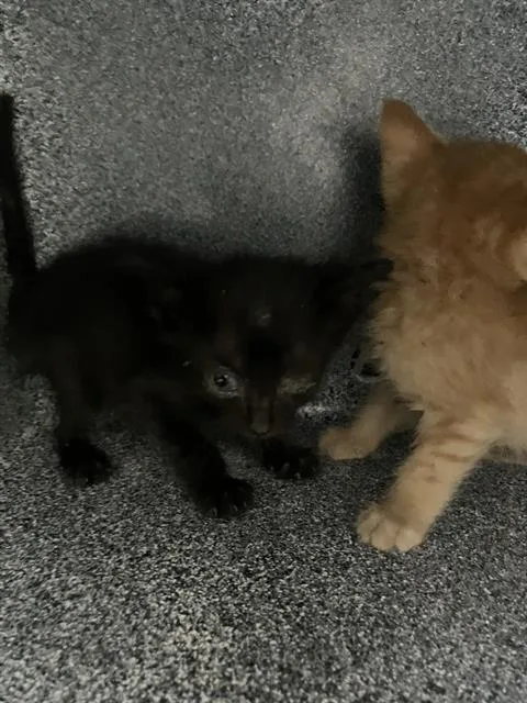 A baby small-sized male Domestic Short Hair cat named Ted for adoption in Dallas, TX