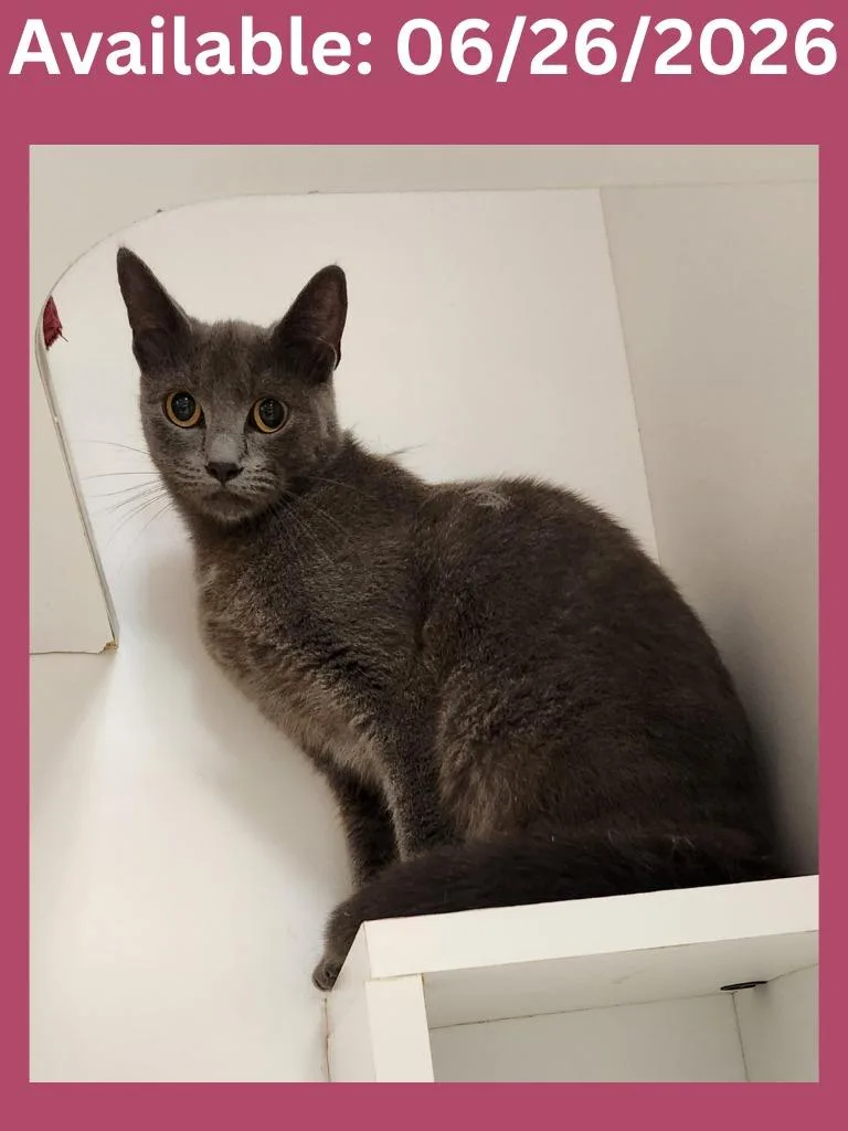 Cat Condo  
