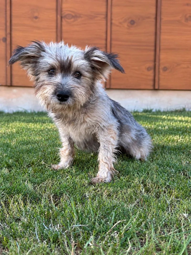 An adult small-sized female Yorkshire Terrier dog named Londyn for adoption in Helotes, TX