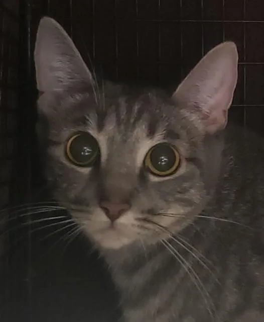 Gina