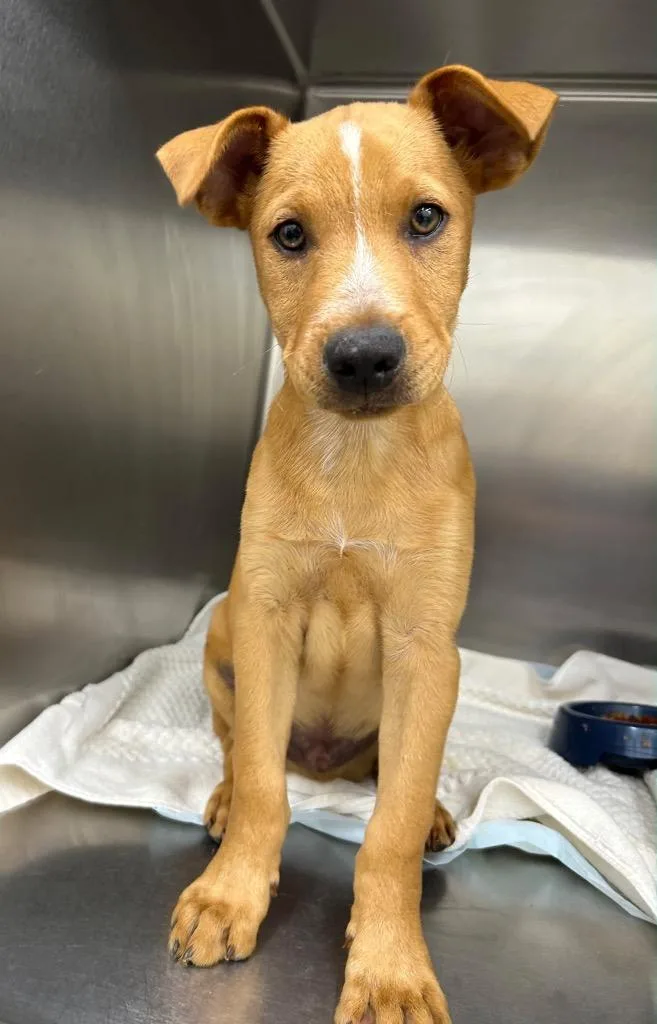 A baby extra large-sized male Hound dog named James for adoption in North Syracuse, NY
