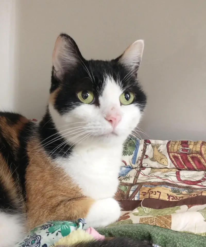 A senior medium-sized female Calico Domestic Short Hair cat named Lizzy for adoption in Tomah, WI