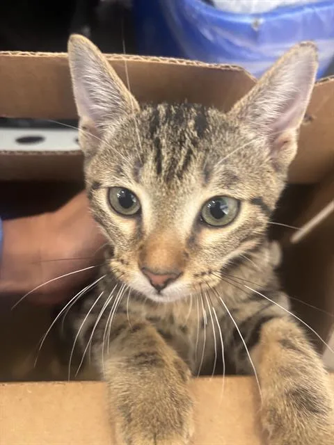 A baby medium-sized male Domestic Short Hair cat named Hunter for adoption in Dallas, TX