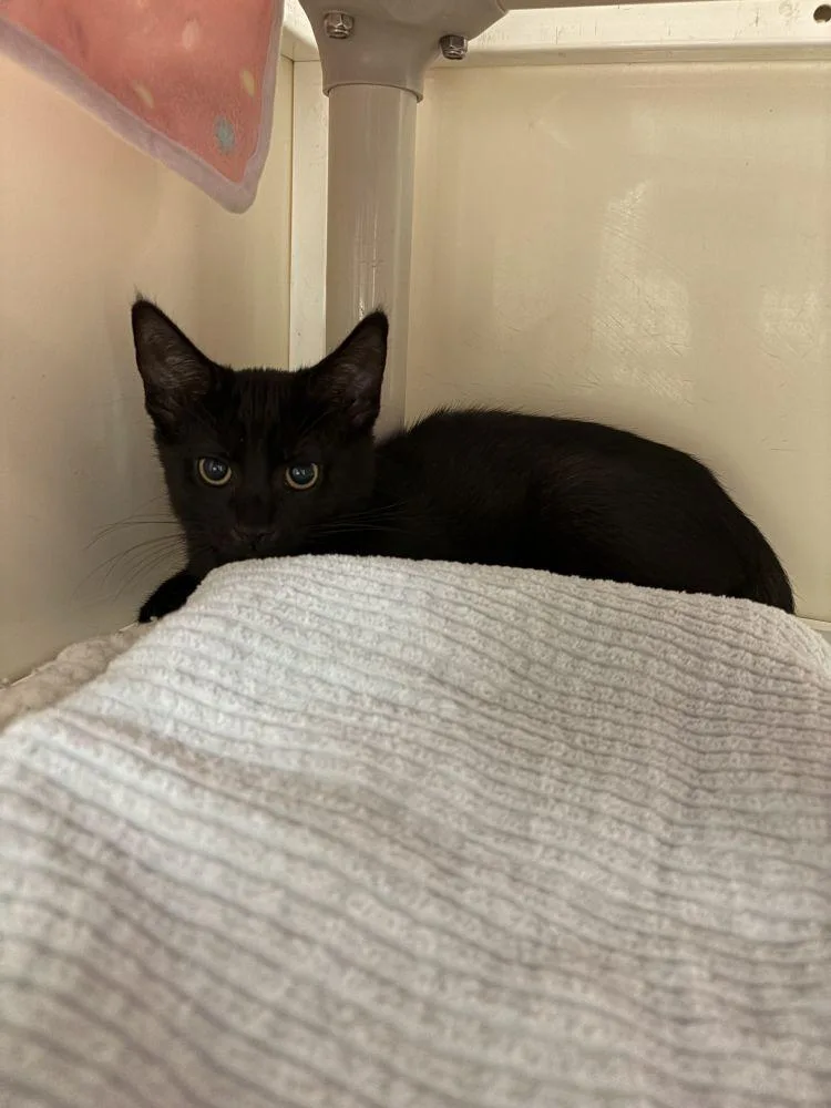 A baby small-sized male Black Domestic Short Hair cat named Coal for adoption in Alexandria, VA