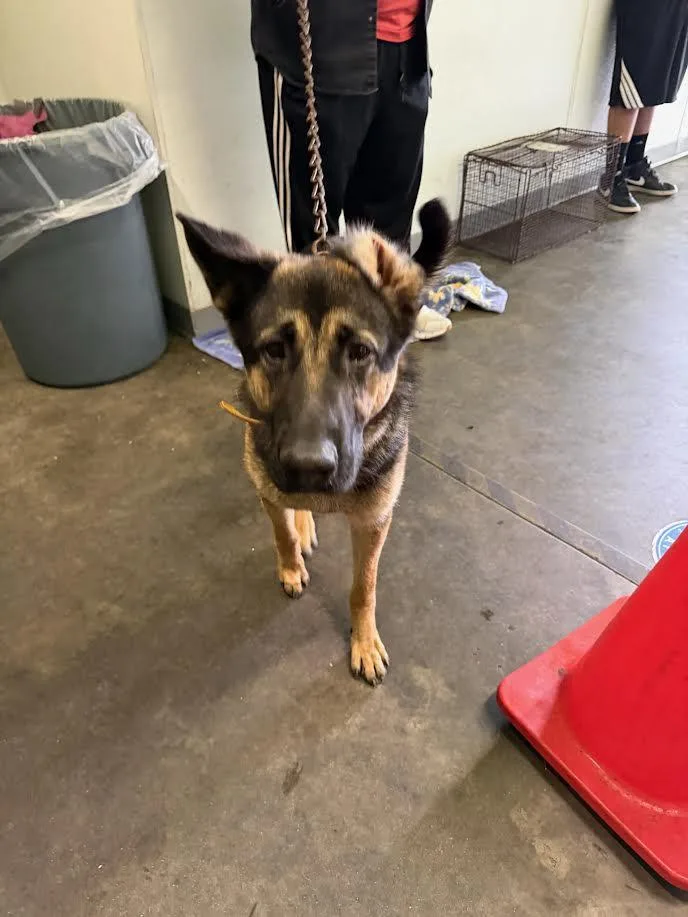 A young large-sized female German Shepherd Dog dog named Frannie for adoption in Los Angeles, CA