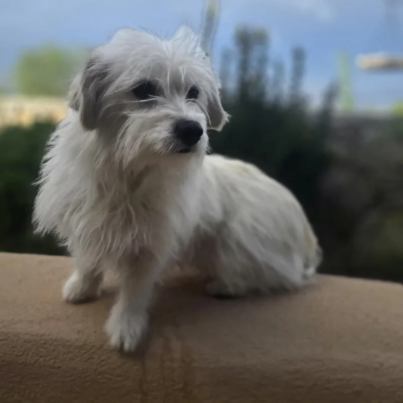 A young small-sized female White / Cream Coton de Tulear dog named Ava for adoption in Boerne, TX