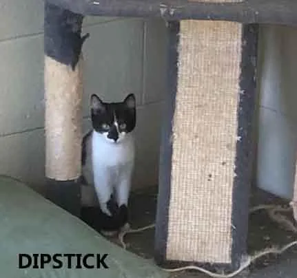 Dipstick thumbnail 2