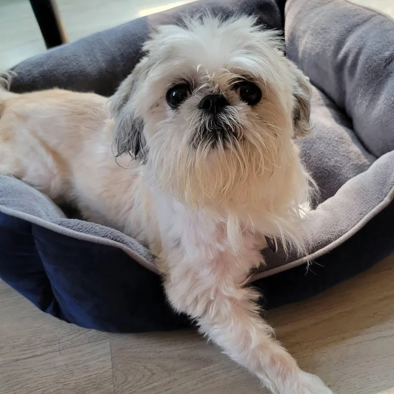 A senior small-sized female Shih Tzu dog named London for adoption in Severn, MD
