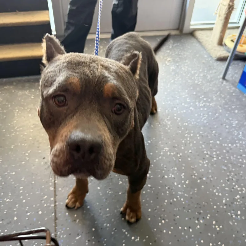 An adult large-sized female Pit Bull Terrier dog named Cassie for adoption in Portland, ME