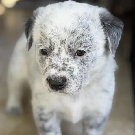 A baby medium-sized male Merle (Blue) Cattle Dog dog named Flynn for adoption in Santa Rosa, CA