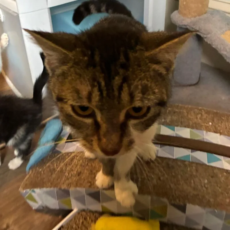 A young small-sized female Buff / Tan / Fawn Domestic Short Hair cat named Enchanted for adoption in Shelbyville, IN