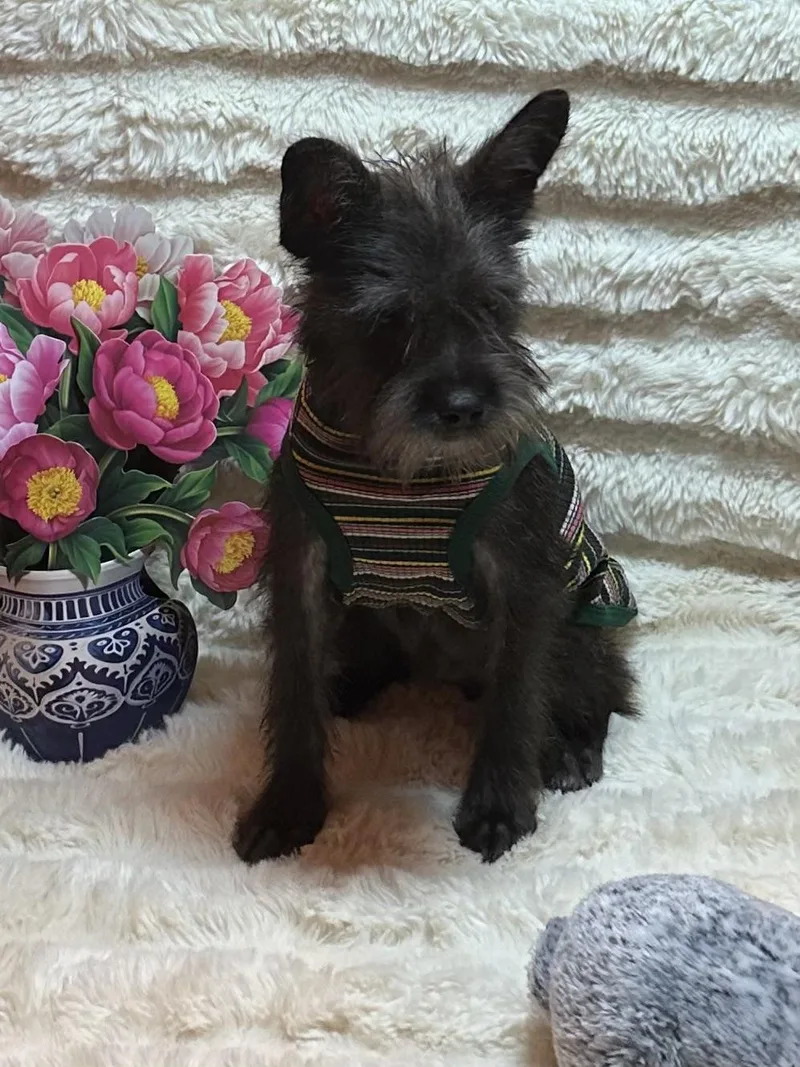 A baby medium-sized male Black Miniature Schnauzer dog named Bentley for adoption in Brookeville, MD