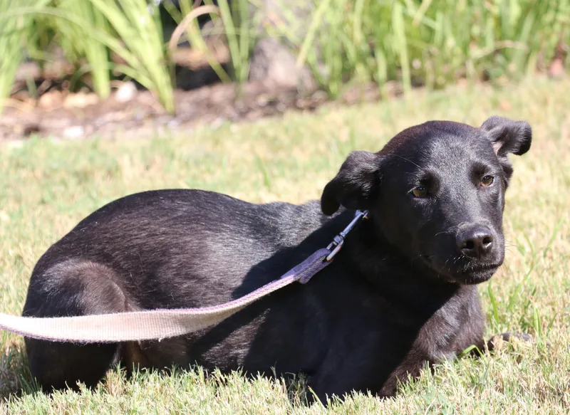 A young medium-sized female Black Labrador Retriever dog named Xena for adoption in Pflugerville, TX