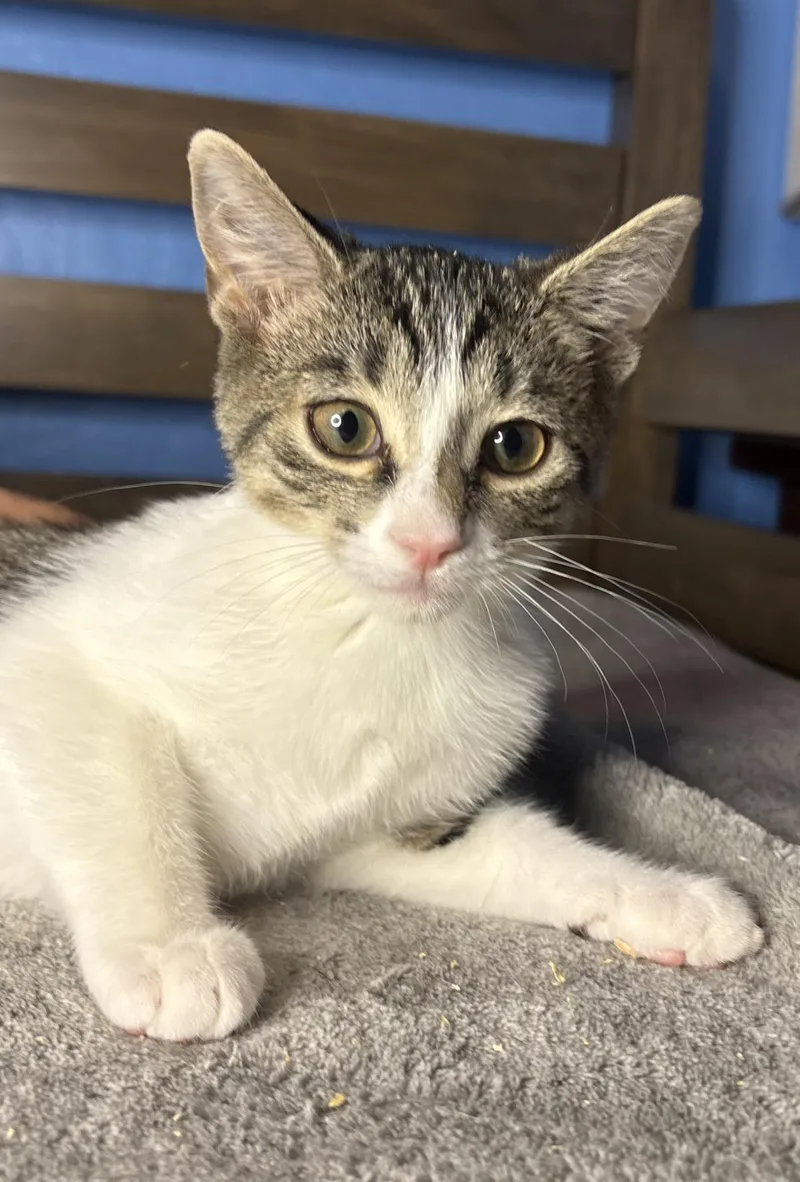 A baby small-sized female Gray / Blue / Silver Domestic Short Hair cat named Gelato Vibez for adoption in Chandler, AZ