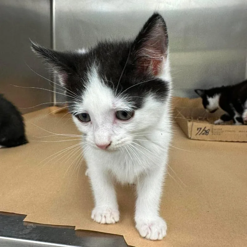 A baby small-sized female Black Domestic Short Hair cat named Chris for adoption in Bastrop, TX