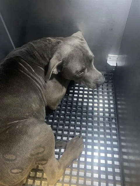 An adult large-sized male Pit Bull Terrier dog named Commet for adoption in Dallas, TX