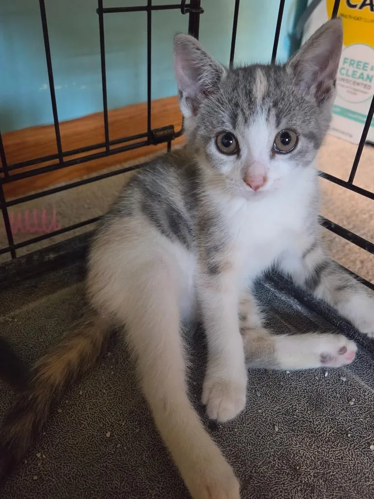 A baby medium-sized female Domestic Short Hair cat named Dali for adoption in Brainardsville, NY