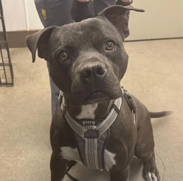 An adult large-sized male Pit Bull Terrier dog named Cassian for adoption in Tucson, AZ